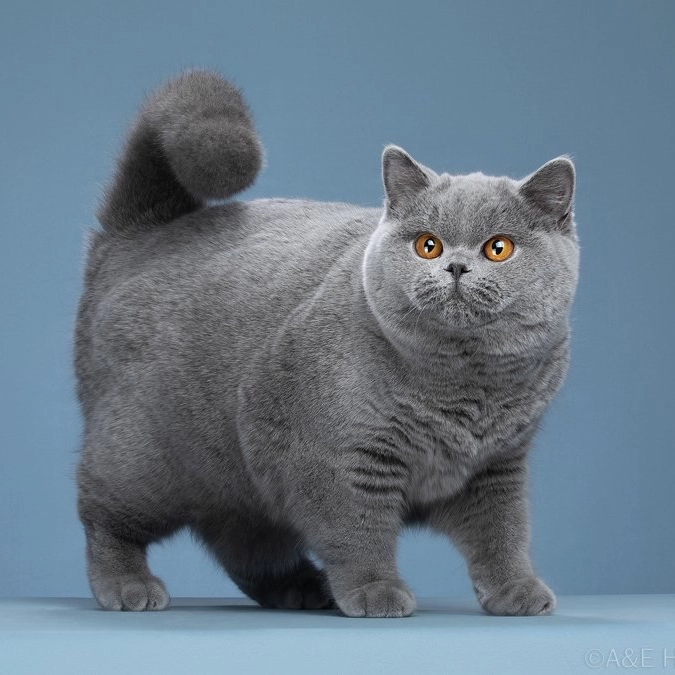Ektrofeio Kingdom Rich British Shorthair Cattery cover