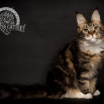Ektrofeio Adrastia Maine Coon Cattery