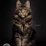 Ektrofeio Adrastia Maine Coon Cattery