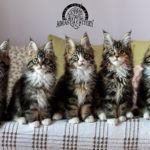 Ektrofeio Adrastia Maine Coon Cattery