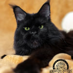 Ektrofeio Adrastia Maine Coon Cattery