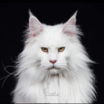 Ektrofeio Adrastia Maine Coon Cattery