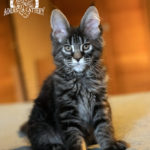 Ektrofeio Adrastia Maine Coon Cattery