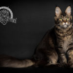 Ektrofeio Adrastia Maine Coon Cattery