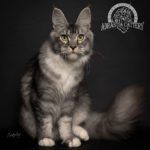 Ektrofeio Adrastia Maine Coon Cattery