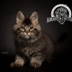 Ektrofeio Adrastia Maine Coon Cattery
