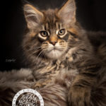 Ektrofeio Adrastia Maine Coon Cattery