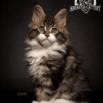 Ektrofeio Adrastia Maine Coon Cattery