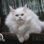 Ektrofeio Adrastia Maine Coon Cattery