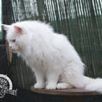 Ektrofeio Adrastia Maine Coon Cattery