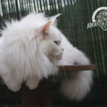 Ektrofeio Adrastia Maine Coon Cattery