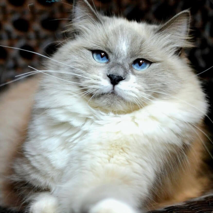 Ektrofeio Purrito Whiskers Siberian Cattery