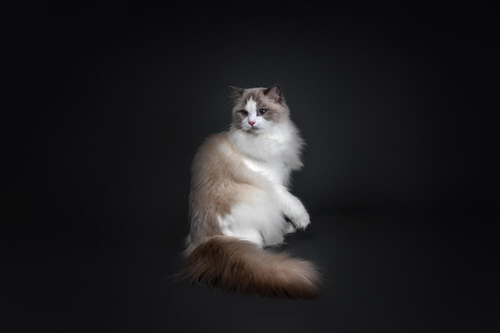 Dazzling Snow Ragdoll Cattery | Felina Greece