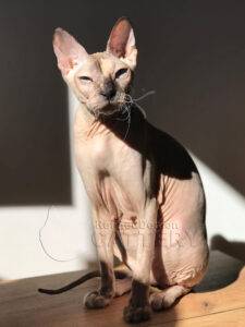 Refineddemon Sphynx Cattery