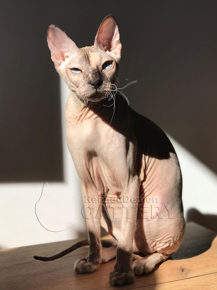 Refineddemon Sphynx Cattery