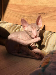 Refineddemon Sphynx Cattery