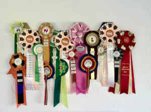 Refineddemon Sphynx Cattery