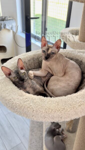 Refineddemon Sphynx Cattery