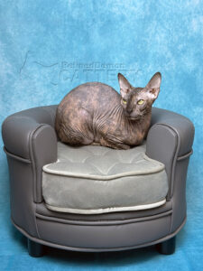 Refineddemon Sphynx Cattery