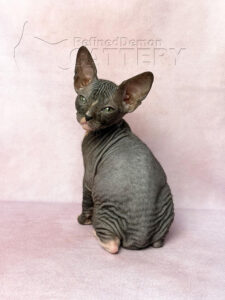 Refineddemon Sphynx Cattery
