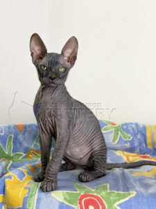 Refineddemon Sphynx Cattery