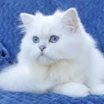 Arya Tara British Longhair Cattery