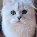 Arya Tara British Longhair Cattery