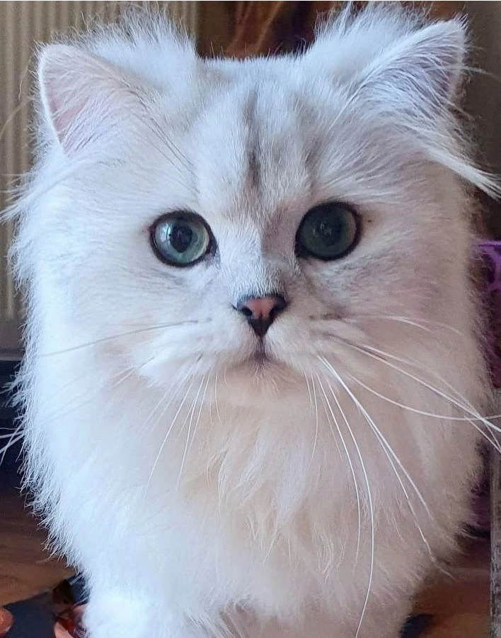 Arya Tara British Longhair Cattery