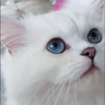 Arya Tara British Longhair Cattery