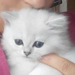 Arya Tara British Longhair Cattery