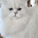 Arya Tara British Longhair Cattery