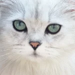 Arya Tara British Longhair Cattery