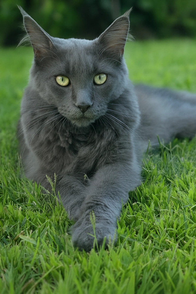 LuxLynx Maine Coon Cattery