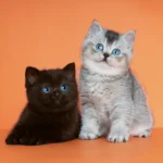 Ophelia British Shorthair Cattery