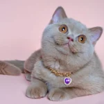 Ophelia British Shorthair Cattery