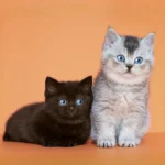 Ophelia British Shorthair Cattery