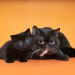 Ophelia British Shorthair Cattery