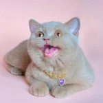 Ophelia British Shorthair Cattery