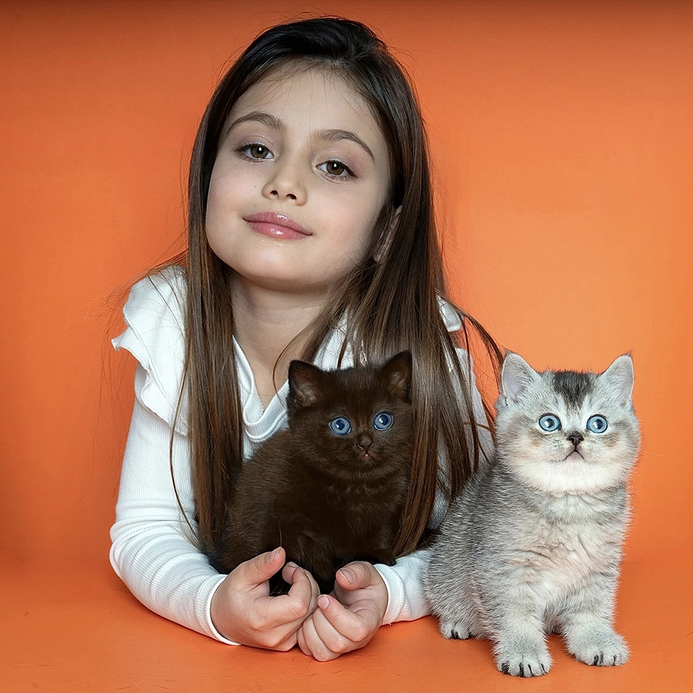 Ophelia British Shorthair Cattery