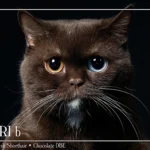 Ophelia British Shorthair Cattery