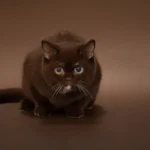 Ophelia British Shorthair Cattery