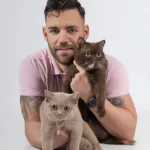 Ophelia British Shorthair Cattery